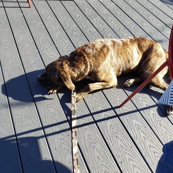 Sidecar Social - Our dog on patio after his meal. - Sports Bars Near Me - Addison, Texas Sidecar Social - Our dog on patio after his meal. - Sports Bars Near Me - Addison, Texas