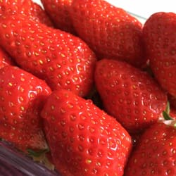 Marché de Doulon - Premières fraises de Plougastel !