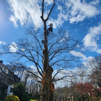 Royal Oak Tree Services - Give us a call for a free consultation - Tree Services Near Me - Tarentum, Pennsylvania