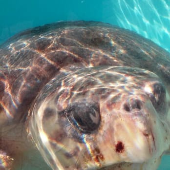Loggerhead Marinelife Center - Community Service/Non-Profit Near Me - Juno Beach, Florida Loggerhead Marinelife Center - Community Service/Non-Profit Near Me - Juno Beach, Florida
