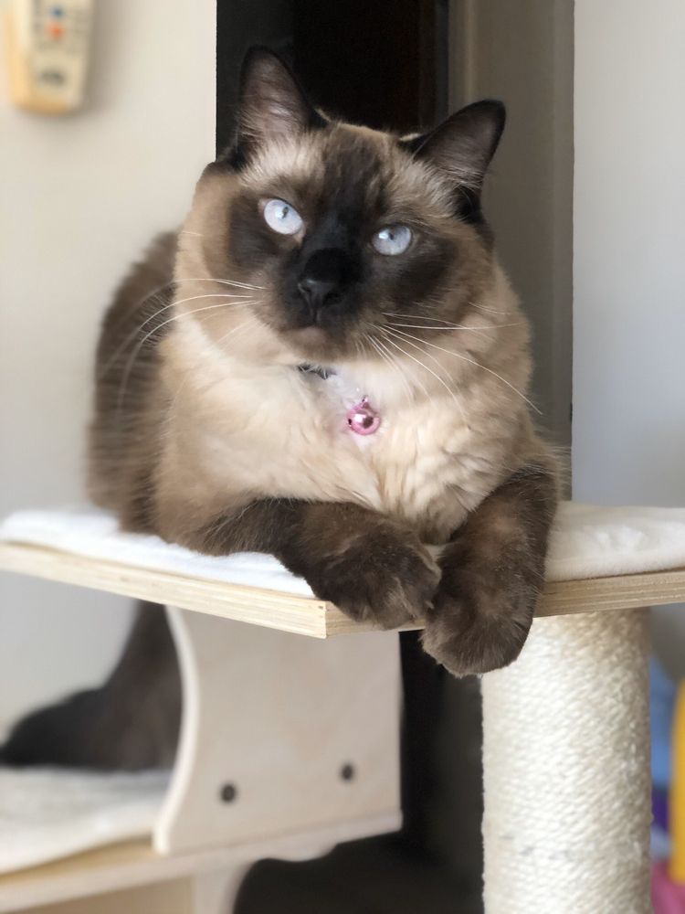 NATURALLY PET CLOSED 62 Photos & 66 Reviews 919 Halekauwila St, Honolulu, Hawaii Pet