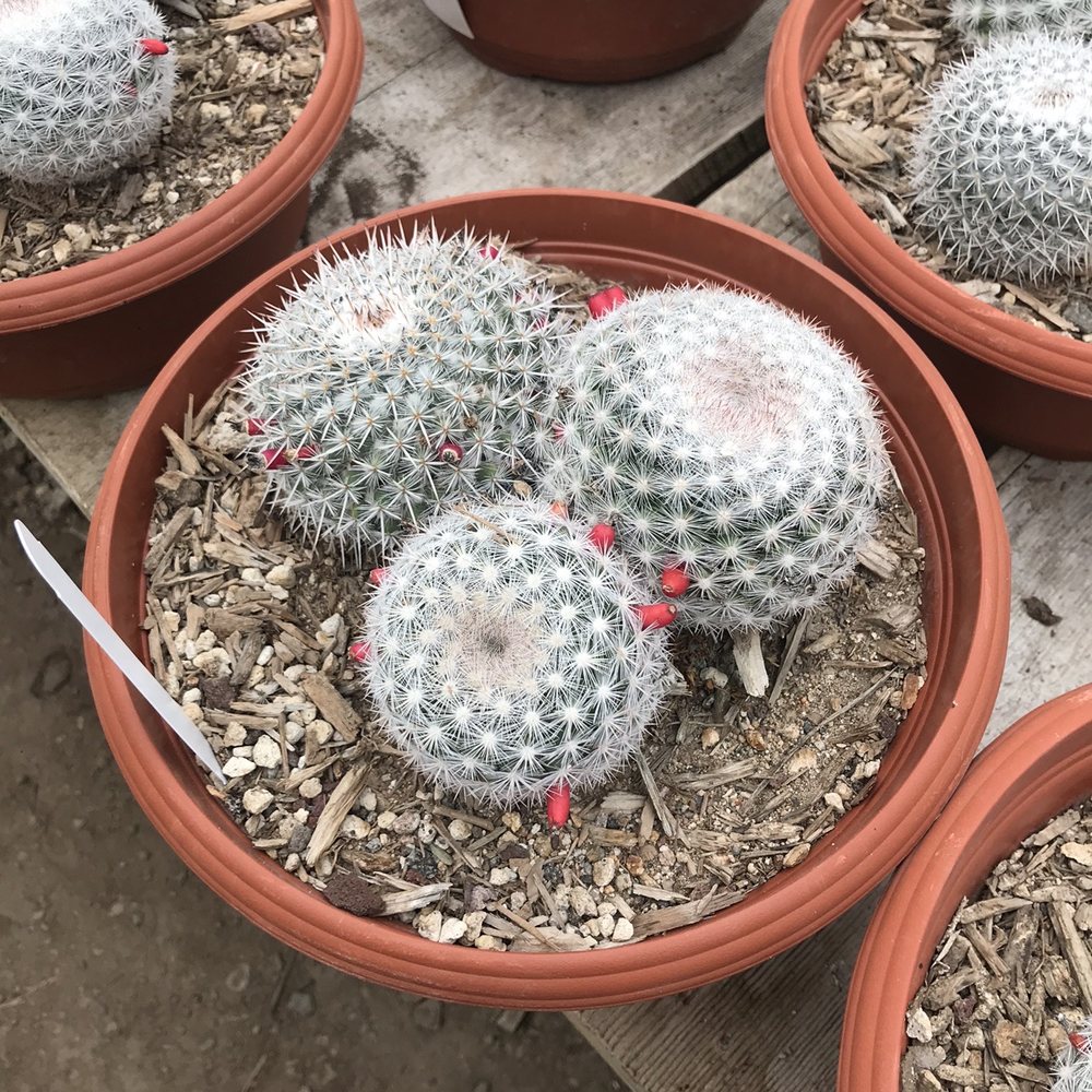 Half Moon Bay Nursery - Nurseries & Gardening Near Me - Half Moon Bay, California
