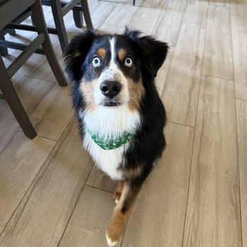 Bark and Bubbles Blowdry Bar - Pet Groomers Near Me - Scottsdale, Arizona