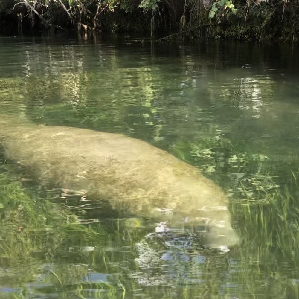 Three Sisters Springs - Tours Near Me - Crystal River, Florida Three Sisters Springs - Tours Near Me - Crystal River, Florida