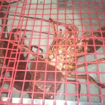 Slavko's - Slavko's San Pedro. Spiny lobsters caught fresh off the boat, ready to be cooked. - Barbeque Near Me - San Pedro, California