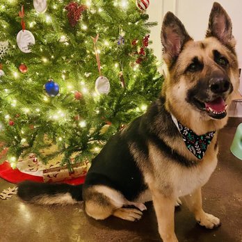 Pawsitively Purrfect Groomery - Our pup after a very thorough deshedding! - Pet Groomers Near Me Pawsitively Purrfect Groomery - Our pup after a very thorough deshedding! - Pet Groomers Near Me