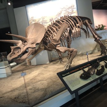 Field Museum - Triceratops - Museums Near Me - Chicago, Illinois Field Museum - Triceratops - Museums Near Me - Chicago, Illinois