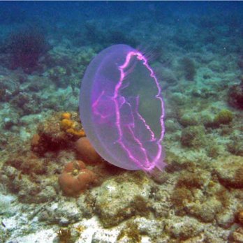 Clothing Optional Charters - See Key West from below the water with a 4 hour private snorkeling trip! - Boat Tours Near Me - Key West, Florida
