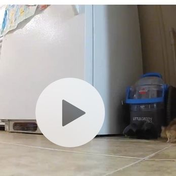 Buchanan Property Management - Rat peeing on my wall! - Property Management Near Me - San Diego, California