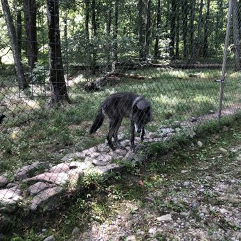 Lakota Wolf Preserve - Zoos Near Me - Columbia, New Jersey Lakota Wolf Preserve - Zoos Near Me - Columbia, New Jersey
