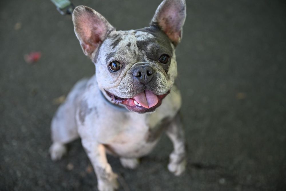 The Law Office Of Cara Harding - divorce attorney in Boston, MA