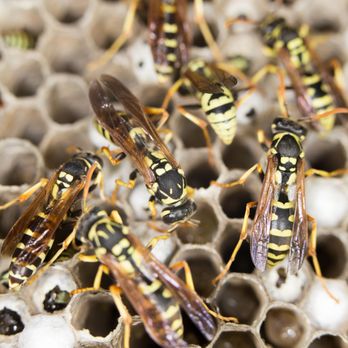 Ally Pest and Termite - Pest Control Near Me - Lewisville, Texas Ally Pest and Termite - Pest Control Near Me - Lewisville, Texas