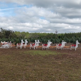 David's Christmas Trees - Santa Sleigh and David's Christmas Tree Farm - Christmas Trees Near Me - Fort McCoy, Florida David's Christmas Trees - Santa Sleigh and David's Christmas Tree Farm - Christmas Trees Near Me - Fort McCoy, Florida