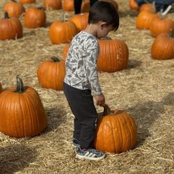 Avila Valley Barn - Fall and harvest season are the funnest times for visiting Avila Valley Barn