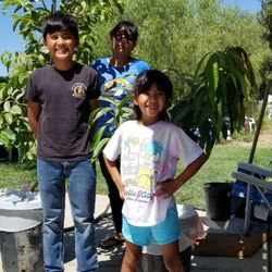 Antonio's Nursery - Tree on Lt Pink Guava