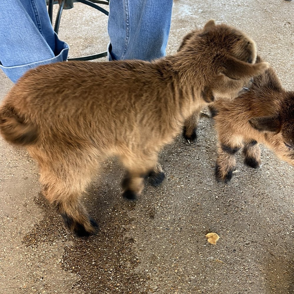 Cross Roads Drive In and Feed - Baby goats - Fruits & Veggies Near Me - Fort Worth, Texas Cross Roads Drive In and Feed - Baby goats - Fruits & Veggies Near Me - Fort Worth, Texas
