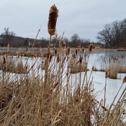 Miners Marsh