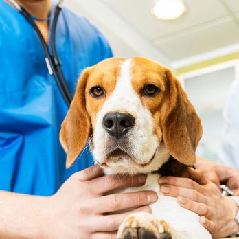 Village Veterinary Clinic - Veterinarians Near Me - Burke, Virginia Village Veterinary Clinic - Veterinarians Near Me - Burke, Virginia