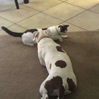 Haven Pet Center - Whoever said dogs and cats can't get along is full of hot air. - Animal Shelters Near Me - San Jacinto, California Haven Pet Center - Whoever said dogs and cats can't get along is full of hot air. - Animal Shelters Near Me - San Jacinto, California