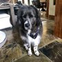 Photo of Dirty Doggone