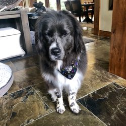 Dirty Doggone - Excellent groomer. Amazingly gentle with my severely handicapped Berner. I can't say enough good things. My dogs look and smell gorgeous!