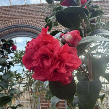 Missouri Botanical Garden - Not sure the name but it is Asian plant - Botanical Gardens Near Me - Saint Louis, Missouri