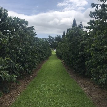 Ka'u Coffee Mill - Coffee & Tea Near Me - Pahala, Hawaii Ka'u Coffee Mill - Coffee & Tea Near Me - Pahala, Hawaii