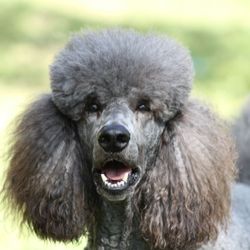 Wonder Dogs Mobile Grooming