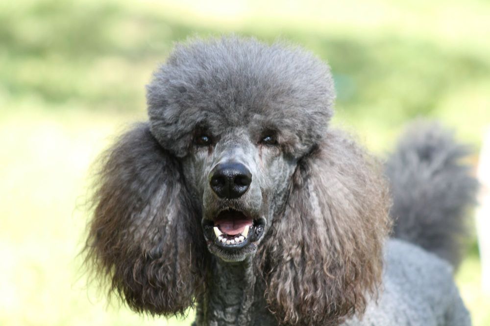Wonder Dogs Mobile Grooming Image