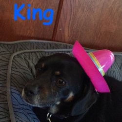 Dawns Doggie Daycare and Boarding