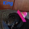 Dawns Doggie Daycare and Boarding gift card