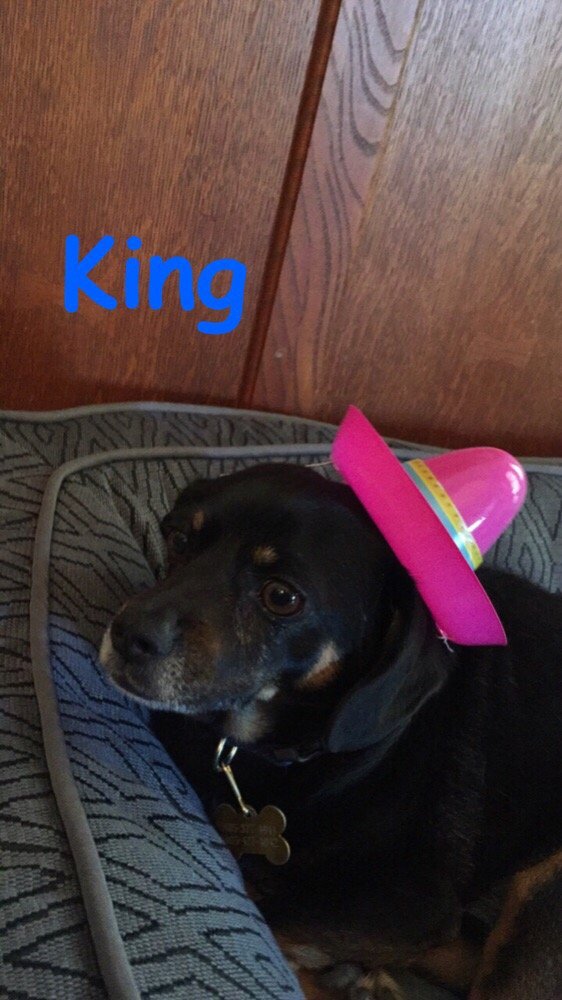 Dawns Doggie Daycare and Boarding - pet boarding facility in Mesa, AZ