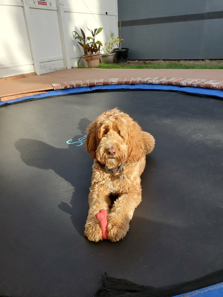 Burbank Dog Sitters - pet boarding facility in Burbank, CA