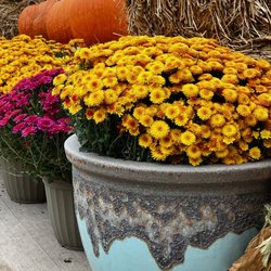 Under the Sun Garden Center