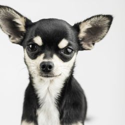 Five A's Humane Society