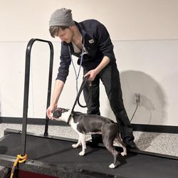 Canine To Five