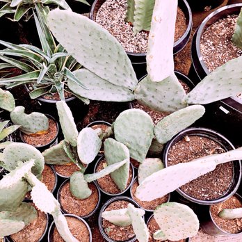 Sunset Nursery - Opuntia - Nurseries & Gardening Near Me - Los Angeles, California Sunset Nursery - Opuntia - Nurseries & Gardening Near Me - Los Angeles, California