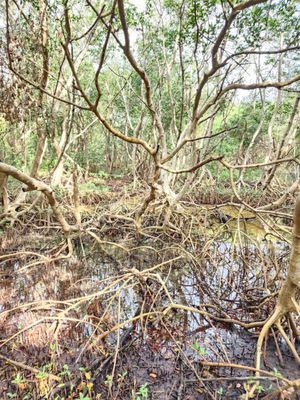Weedon Island Preserve by null