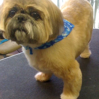 Star City's Bark Ave - Pet Groomers Near Me - Roanoke, Virginia Star City's Bark Ave - Pet Groomers Near Me - Roanoke, Virginia