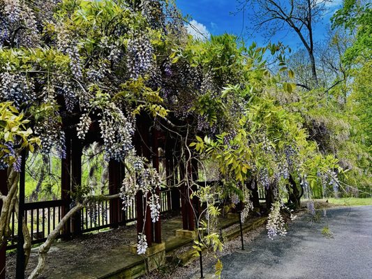 Sewanee: The University Of The South by null