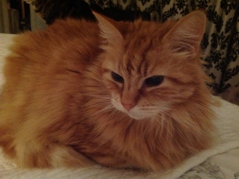 CATS CONKERS Witney, Oxfordshire, United Kingdom Pet Sitting