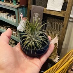 The Grove - Botany Boutique - Air plant