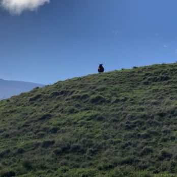 4D Quarter Horses - Horseback Riding Near Me - Kailua-Kona, Hawaii