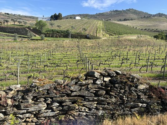 Quinta do Bomfim by null