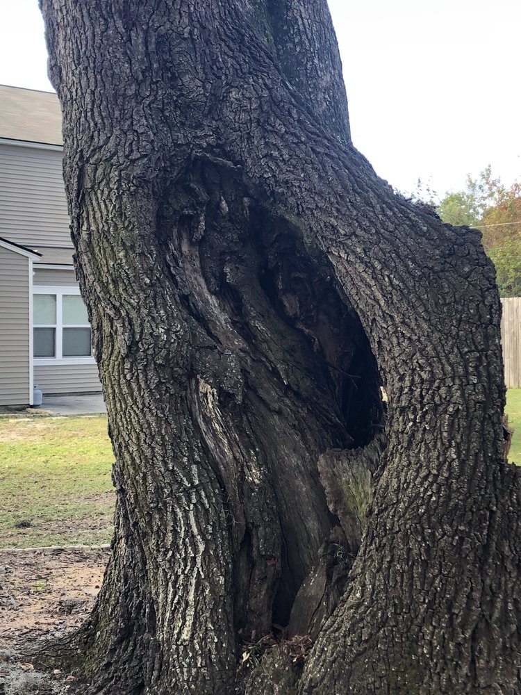 EAST COAST TREE SERVICE Updated June 2024 Walterboro, South