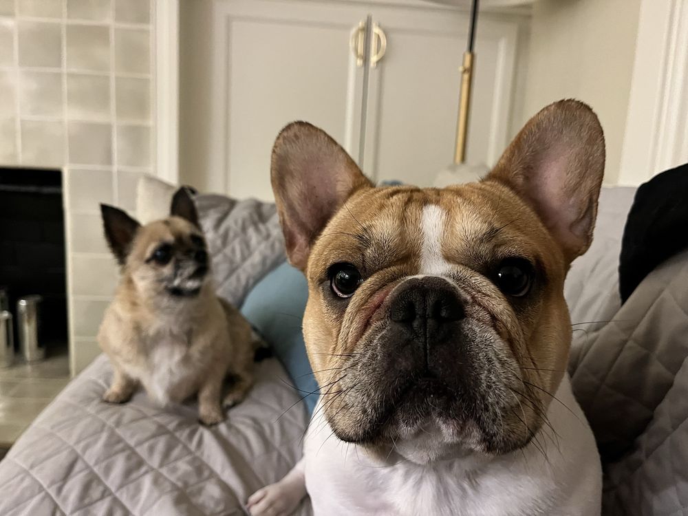 Teddy's - pet boarding facility in Felicity, OH