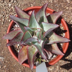 Rancho Soledad Nurseries