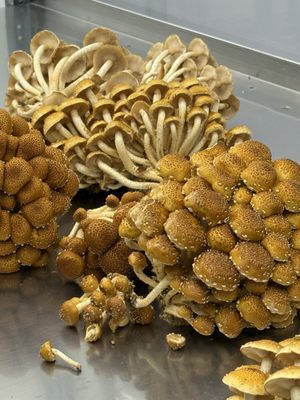 Four Star Mushrooms by null