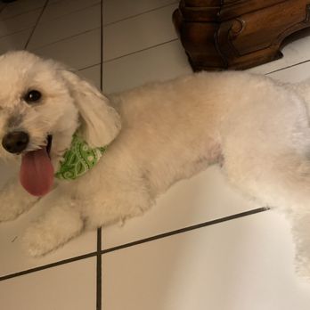 Professional Dog Mobile Grooming - Pet Groomers Near Me Professional Dog Mobile Grooming - Pet Groomers Near Me