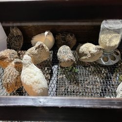 Graham Hay Market - Quail